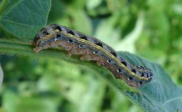 fall-army-worm