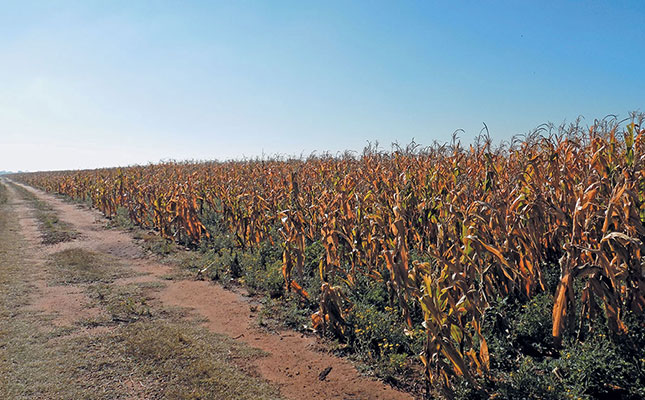 High yields expected in summer grain production region High yields expected in summer grain production region