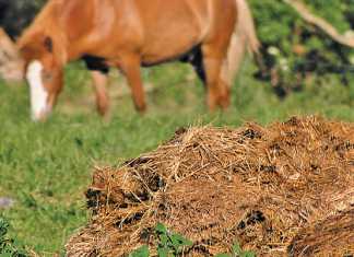 kraal-manure