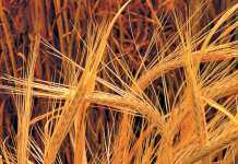 malting-barley