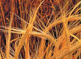 malting-barley