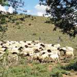 mutton-and-lamb-facts