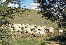 mutton-and-lamb-facts