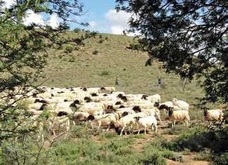 mutton-and-lamb-facts