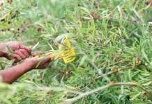 -picking-olives-for-olive-oil