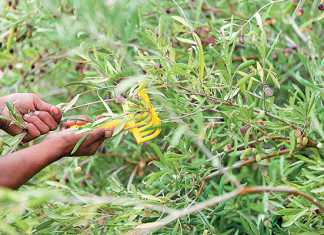 -picking-olives-for-olive-oil