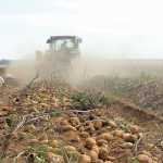 potato-production