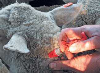 sheep-vaccination enzootic abortion