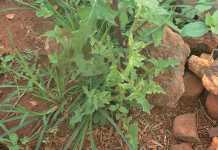 sow-thistle-weed