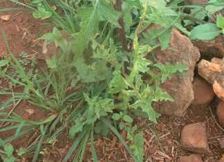 sow-thistle-weed