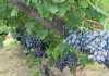 Slight increase in table grape crop expected table-grapes