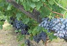 table-grapes