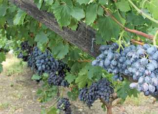 Slight increase in table grape crop expected table-grapes