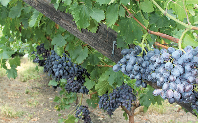 Slight increase in table grape crop expected Slight increase in table grape crop expected