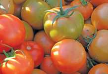 Seychelles bans SA tomato imports due to suspected TLM
