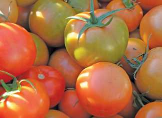 Seychelles bans SA tomato imports due to suspected TLM