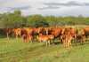 Twinning in cattle: Mixed-sex and same-sex twinning-in-cattle---Mixed-sex-and-same-sex