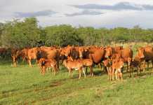 twinning-in-cattle---Mixed-sex-and-same-sex