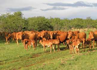 twinning-in-cattle---Mixed-sex-and-same-sex