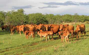 Twinning in cattle: Mixed-sex and same-sex twinning-in-cattle---Mixed-sex-and-same-sex