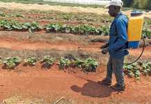 using-a-knapsack-sprayer-on-a-big-farm