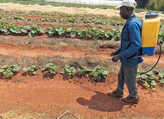 using-a-knapsack-sprayer-on-a-big-farm