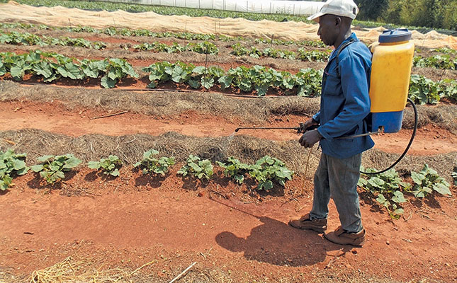 Using a knapsack sprayer on a big farm Using a knapsack sprayer on a big farm