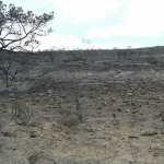 veld-fires-stilbaai