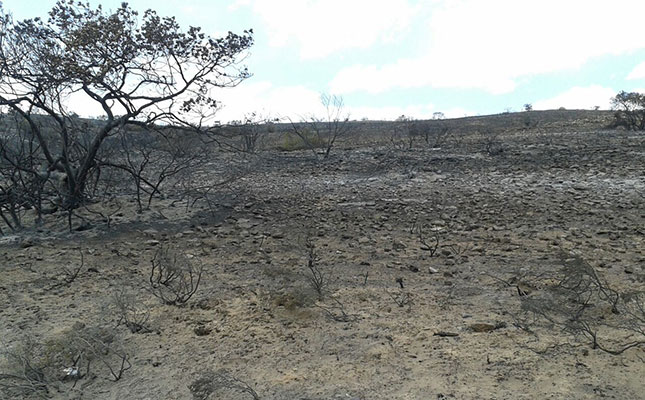 Veld fires put livestock farmers in crisis Veld fires put livestock farmers in crisis