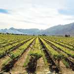 wine-harvest