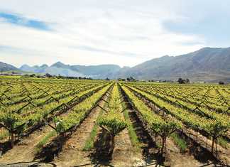 Wine harvest healthy, but rain desperately needed wine-harvest