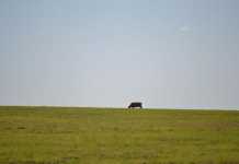 ANC does not care about black farmers ANC does not care about black farmers