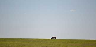 ANC does not care about black farmers