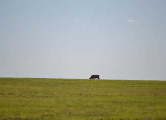 ANC does not care about black farmers