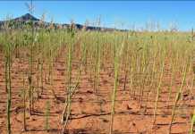 Armyworm-damageDwaalboom