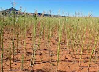 Armyworm-damageDwaalboom