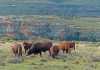 Some of Cornel van Heerden’s Bonsmara cows and a bull in the exceptionally rugged terrain near Lady Grey in the Eastern Cape. The area receives an annual rainfall of about 850mm.