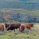 Some of Cornel van Heerden’s Bonsmara cows and a bull in the exceptionally rugged terrain near Lady Grey in the Eastern Cape. The area receives an annual rainfall of about 850mm.
