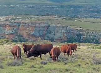 Some of Cornel van Heerden’s Bonsmara cows and a bull in the exceptionally rugged terrain near Lady Grey in the Eastern Cape. The area receives an annual rainfall of about 850mm.