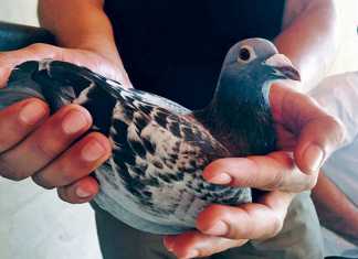 Cape Town pigeon fanciers 1st and 2nd place