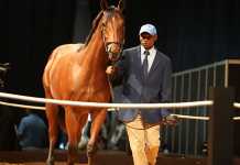 Charles-a-Trippi-colt