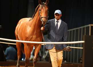 Charles-a-Trippi-colt