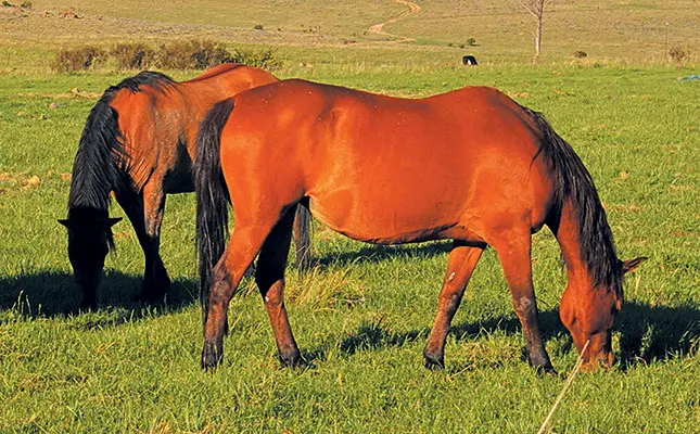 Cinnamon-the-fat-fighter
