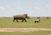End-cruelty-to-rhinos
