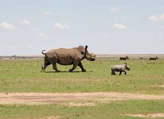 End-cruelty-to-rhinos