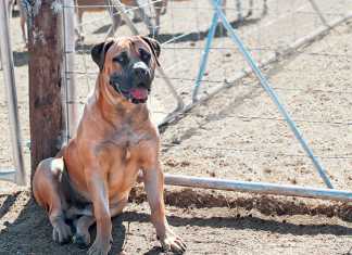 Farm-security-crucial-tips-to-improve-safety