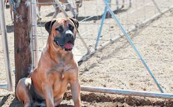 Farm-security-crucial-tips-to-improve-safety