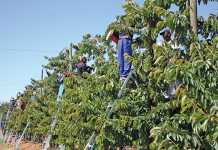 New minimum wage ‘reasonable’ - TAU SA