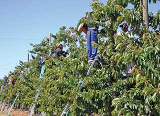 New minimum wage ‘reasonable’ - TAU SA