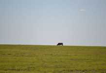 Farmers must do their homework before expanding into Africa Farmers must do their homework before expanding into Africa